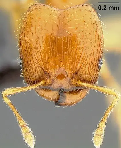 Pheidole umbonata specimen CASENT0171135 image casent0171135_3