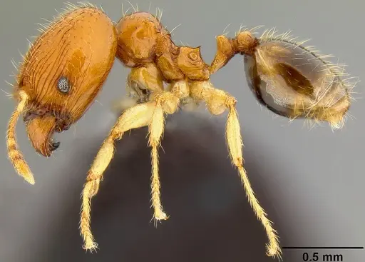 Pheidole umbonata specimen CASENT0171135 image casent0171135_4