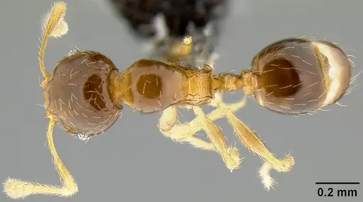 Pheidole umbonata specimen CASENT0171136 image casent0171136_1