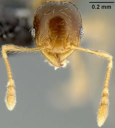 Pheidole umbonata specimen CASENT0171136 image casent0171136_2