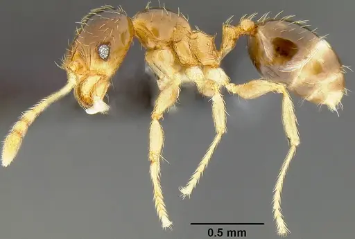 Pheidole umbonata specimen CASENT0171136 image casent0171136_3