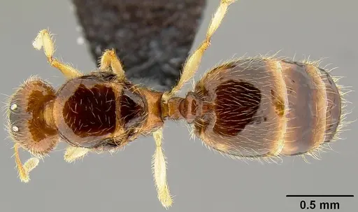 Pheidole umbonata specimen CASENT0171137 image casent0171137_1
