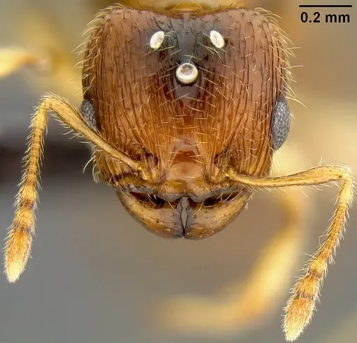 Pheidole umbonata specimen CASENT0171137 image casent0171137_2
