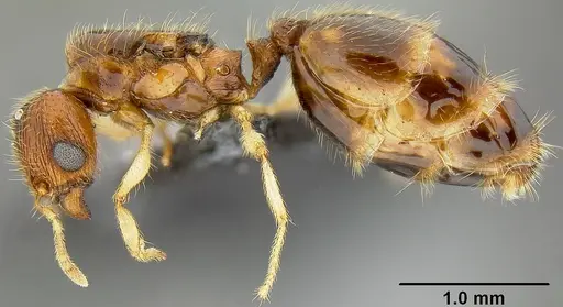 Pheidole umbonata specimen CASENT0171137 image casent0171137_3