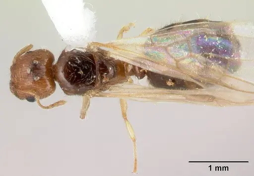 Pheidole umbonata specimen CASENT0178433 image casent0178433_1