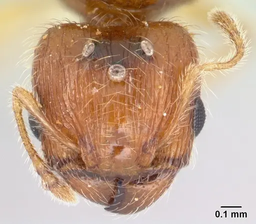Pheidole umbonata specimen CASENT0178433 image casent0178433_2