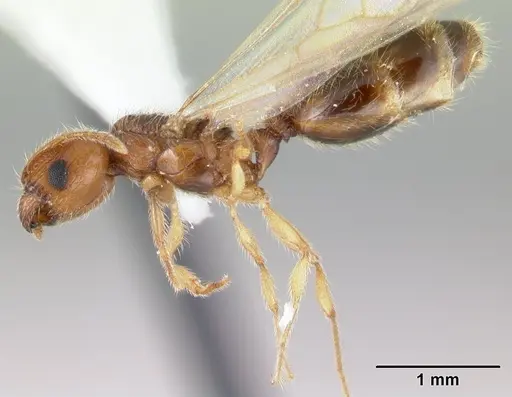 Pheidole umbonata specimen CASENT0178433 image casent0178433_3
