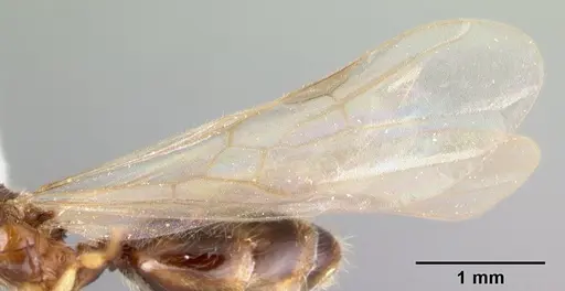 Pheidole umbonata specimen CASENT0178433 image casent0178433_4