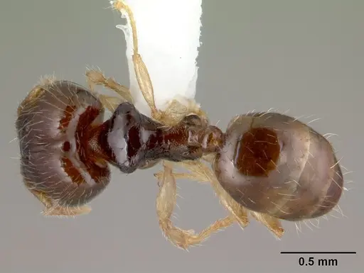 Pheidole umbonata specimen CASENT0178434 image casent0178434_1