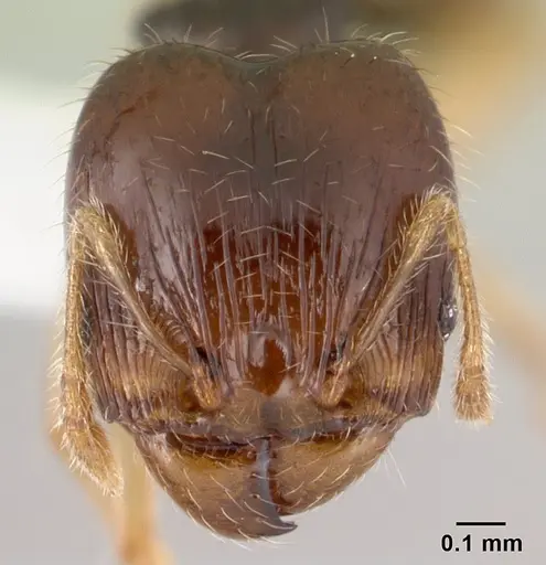 Pheidole umbonata specimen CASENT0178434 image casent0178434_2