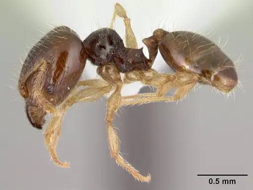 Pheidole umbonata specimen CASENT0178434 image casent0178434_3