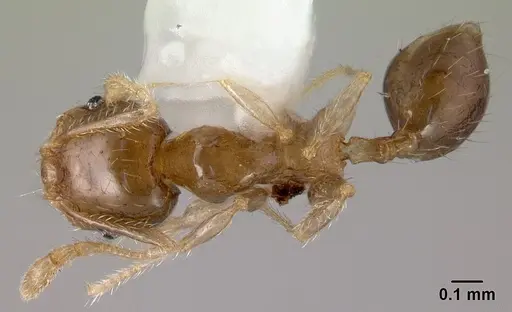 Pheidole umbonata specimen CASENT0178435 image casent0178435_1