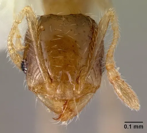 Pheidole umbonata specimen CASENT0178435 image casent0178435_2