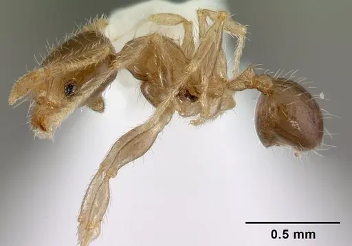 Pheidole umbonata specimen CASENT0178435 image casent0178435_3