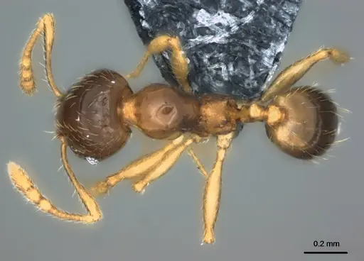 Pheidole umbonata specimen CASENT0183582 image casent0183582_1
