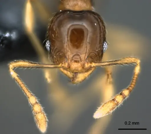 Pheidole umbonata specimen CASENT0183582 image casent0183582_2