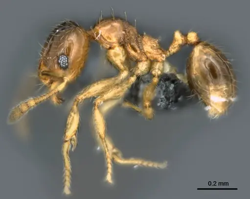 Pheidole umbonata specimen CASENT0183582 image casent0183582_3