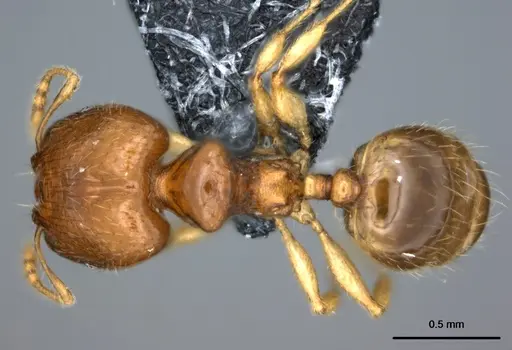 Pheidole umbonata specimen CASENT0183593 image casent0183593_1