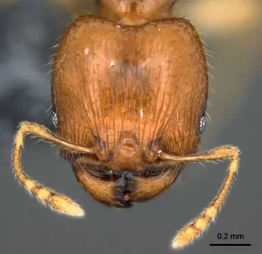 Pheidole umbonata specimen CASENT0183593 image casent0183593_2