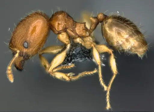 Pheidole umbonata specimen CASENT0183593 image casent0183593_3