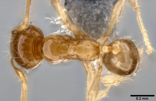 Pheidole umbonata specimen CASENT0199112 image casent0199112_1