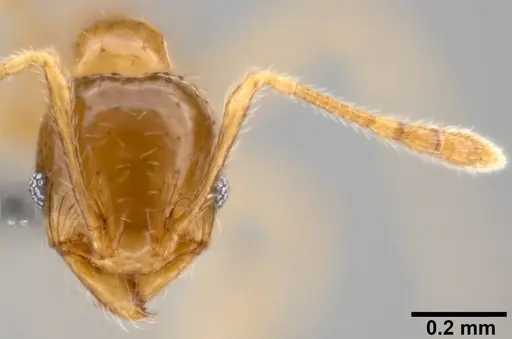Pheidole umbonata specimen CASENT0199112 image casent0199112_2