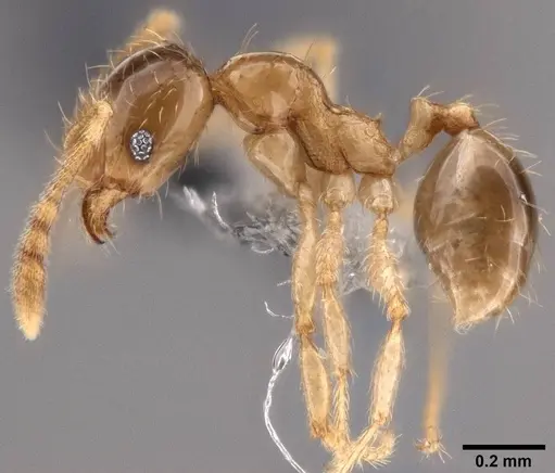 Pheidole umbonata specimen CASENT0199112 image casent0199112_3