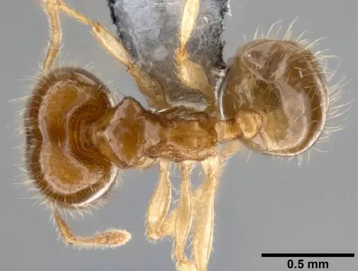 Pheidole umbonata specimen CASENT0199128 image casent0199128_1