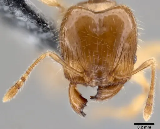 Pheidole umbonata specimen CASENT0199128 image casent0199128_2