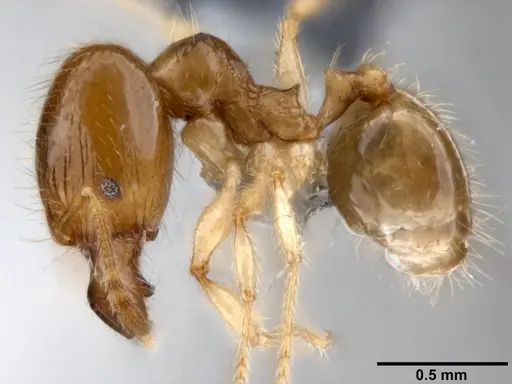Pheidole umbonata specimen CASENT0199128 image casent0199128_3