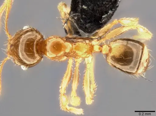 Pheidole umbonata specimen CASENT0282648 image casent0282648_1