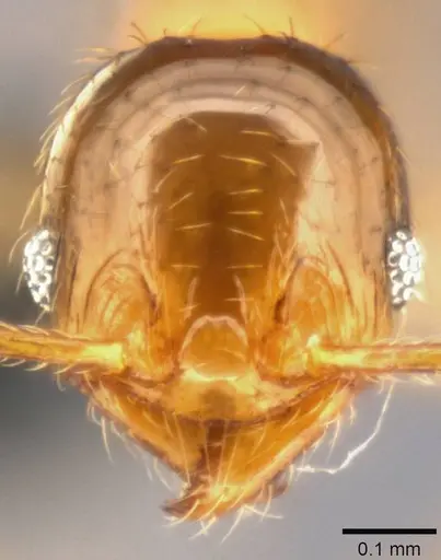 Pheidole umbonata specimen CASENT0282648 image casent0282648_2