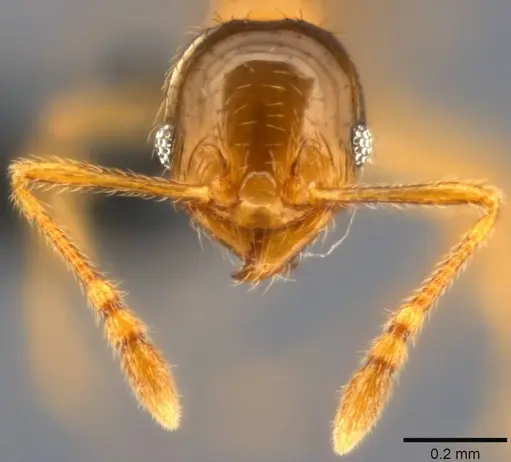 Pheidole umbonata specimen CASENT0282648 image casent0282648_3