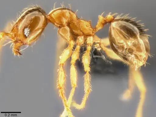 Pheidole umbonata specimen CASENT0282648 image casent0282648_4