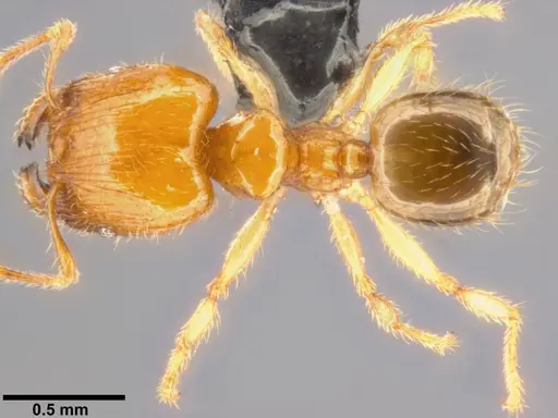 Pheidole umbonata specimen CASENT0282649 image casent0282649_1