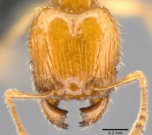 Pheidole umbonata specimen CASENT0282649 image casent0282649_2