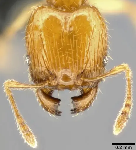 Pheidole umbonata specimen CASENT0282649 image casent0282649_3