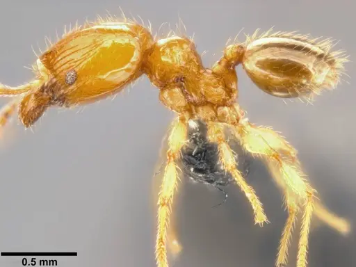 Pheidole umbonata specimen CASENT0282649 image casent0282649_4