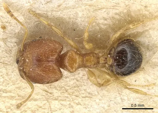 Pheidole umbonata specimen CASENT0904282 image casent0904282_1