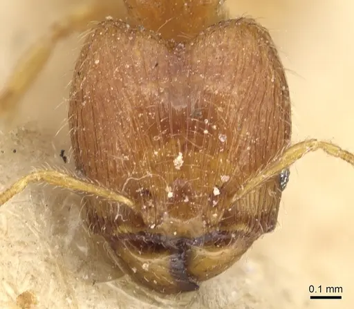 Pheidole umbonata specimen CASENT0904282 image casent0904282_2