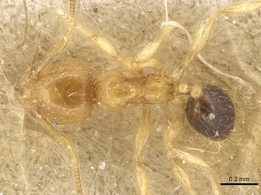 Pheidole umbonata specimen CASENT0904283 image casent0904283_1