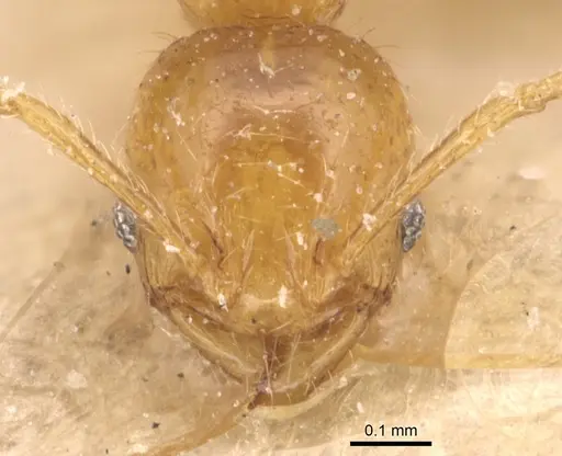 Pheidole umbonata specimen CASENT0904283 image casent0904283_2