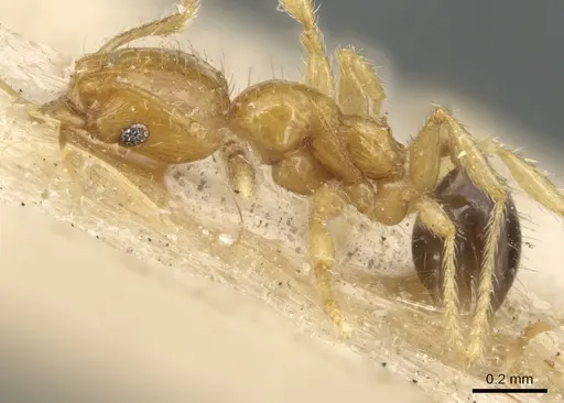 Pheidole umbonata specimen CASENT0904283 image casent0904283_3