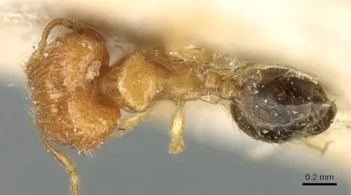 Pheidole umbonata specimen CASENT0906649 image casent0906649_1