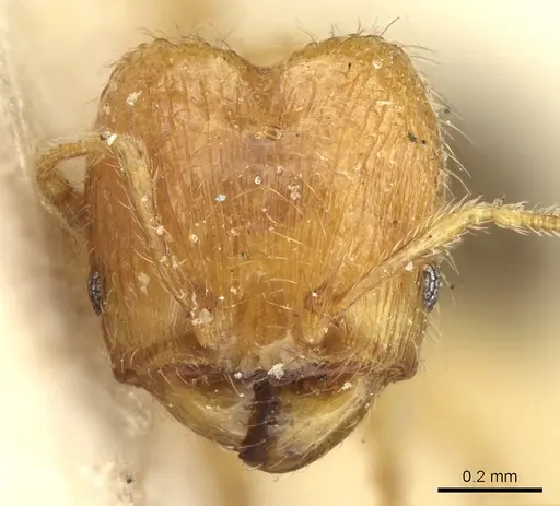 Pheidole umbonata specimen CASENT0906649 image casent0906649_2