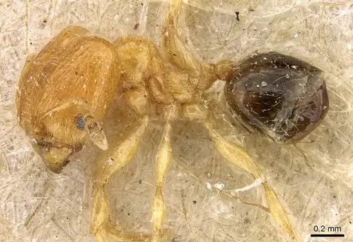 Pheidole umbonata specimen CASENT0906649 image casent0906649_3