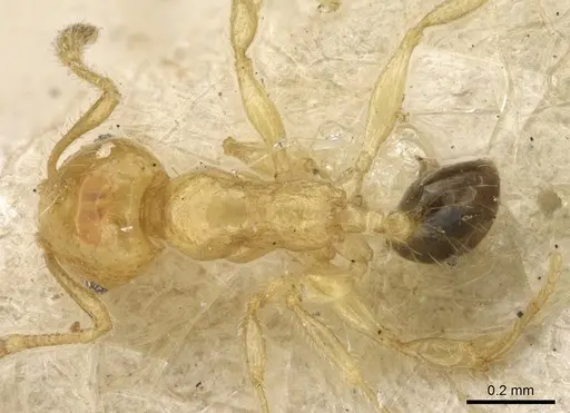 Pheidole umbonata specimen CASENT0906650 image casent0906650_1