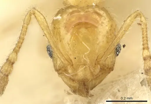 Pheidole umbonata specimen CASENT0906650 image casent0906650_2