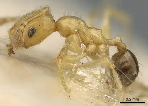 Pheidole umbonata specimen CASENT0906650 image casent0906650_3
