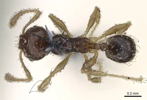 Pheidole umbonata specimen CASENT0919762 image casent0919762_1